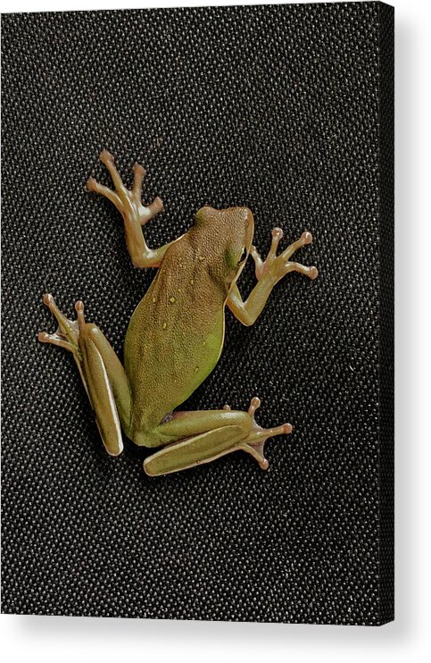 Frog Acrylic Print featuring the photograph Tree Frog #1 by Nathan Little