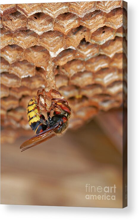 Wasp Acrylic Print featuring the photograph European Hornet #3 by Heiti Paves/science Photo Library