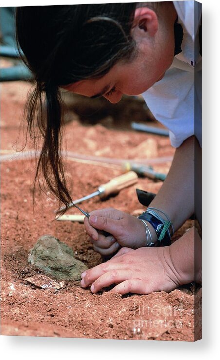 Anthropological Acrylic Print featuring the photograph Atapuerca Fossil Excavation #5 by Javier Trueba/msf/science Photo Library
