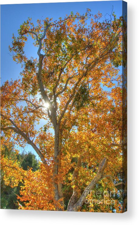 Fall Acrylic Print featuring the photograph Fall #5 by Marc Bittan