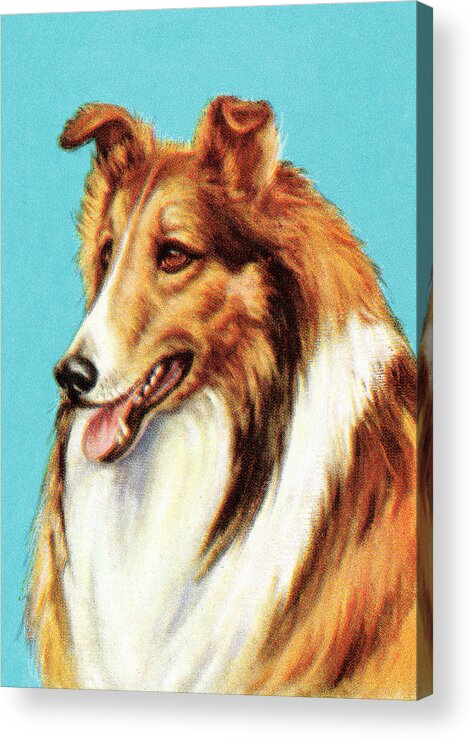 Animal Acrylic Print featuring the drawing Collie #6 by CSA Images