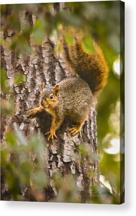 Nature Acrylic Print featuring the photograph Adorable Intruder, Painterly Version by Brian Tada