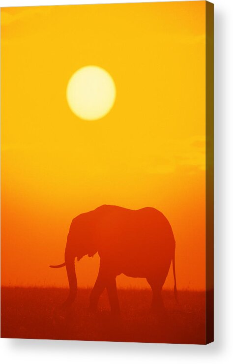 Kenya Acrylic Print featuring the photograph African Elephant Walking At Sunset by Comstock Images