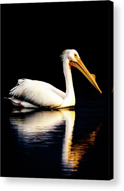 Birds Acrylic Print featuring the photograph American White Pelican by Norman Peay