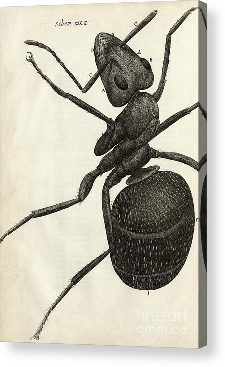 Animal Acrylic Print featuring the photograph Ant In Hooke's Micrographia (1665) by Library Of Congress, Rare Book And Special Collections Division/science Photo Library