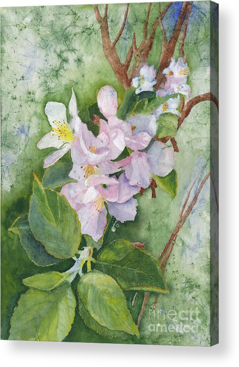 Apple Blossoms Acrylic Print featuring the painting Apple Blossoms in Spring Watercolor by Conni Schaftenaar