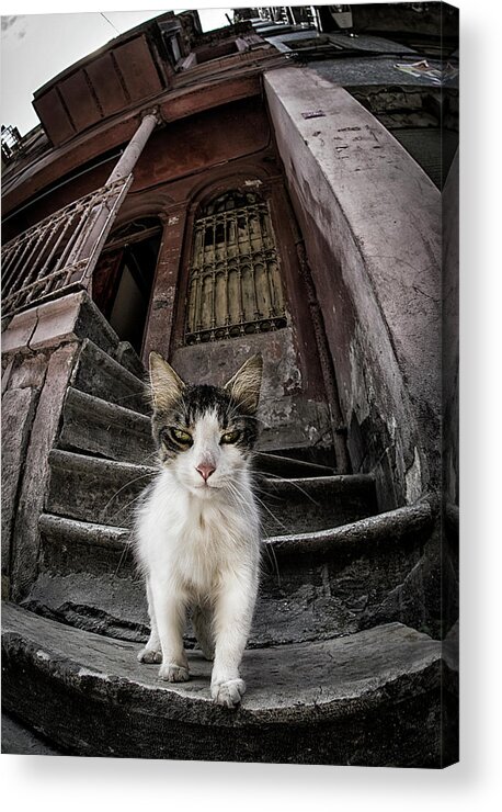 Cat Acrylic Print featuring the photograph Are You Looking Someone? by Devrim nl