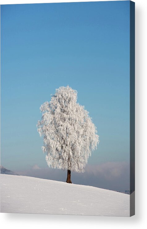 Snow Acrylic Print featuring the photograph Austria, View Of Birch Tree On Snowy by Westend61