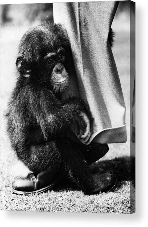 1930-1939 Acrylic Print featuring the photograph Baby Chimpanzee by Fox Photos