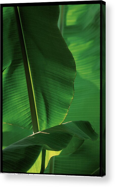 Close-up Acrylic Print featuring the photograph Banana Tree Leaves In Indonesia - by Veronique Durruty