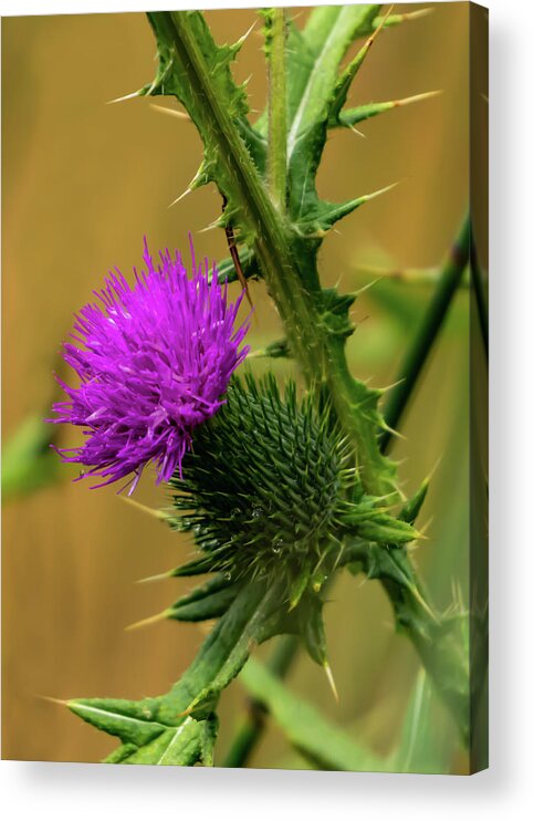 Outdoors Acrylic Print featuring the photograph Between The Flower And The Thorn by Silvia Marcoschamer