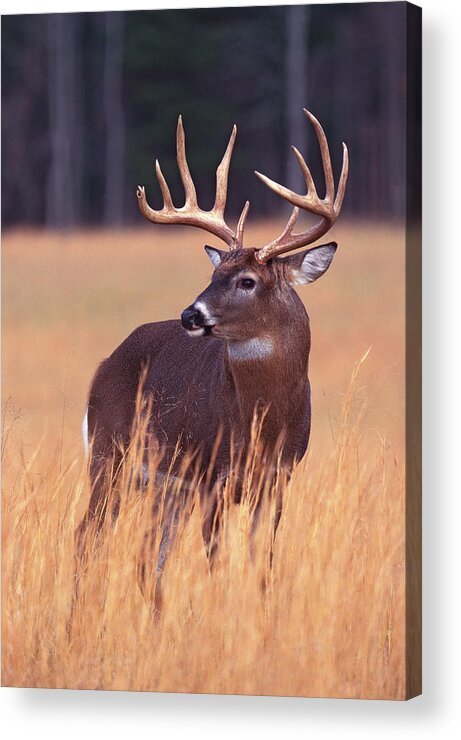 Male Animal Acrylic Print featuring the photograph Big Buck by Keithszafranski