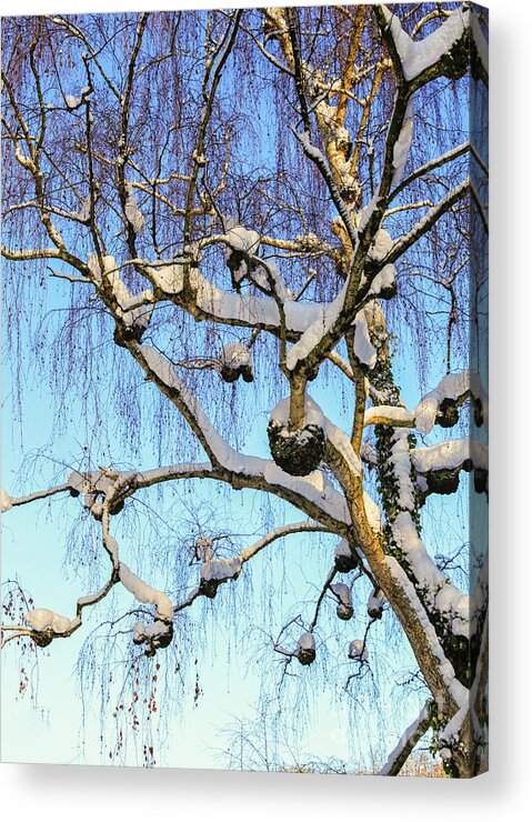 Birch Acrylic Print featuring the photograph Birch tree in snow by Patricia Hofmeester