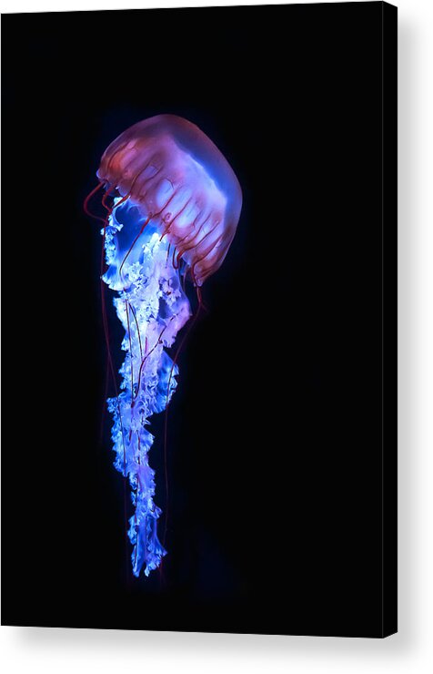 Underwater Acrylic Print featuring the photograph Blue And Purple Jellyfish by Maria Aiello