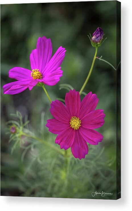 Flower Acrylic Print featuring the photograph Brilliant Blooms by Aaron Burrows