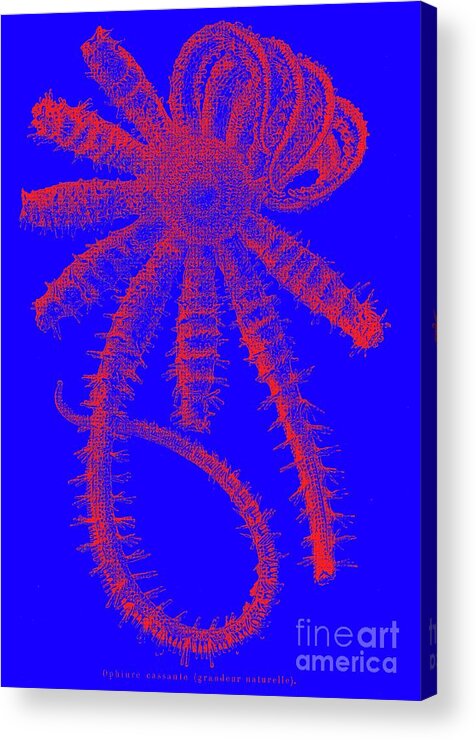 Ophiuroidea Acrylic Print featuring the photograph Brittle Star by Collection Abecasis/science Photo Library