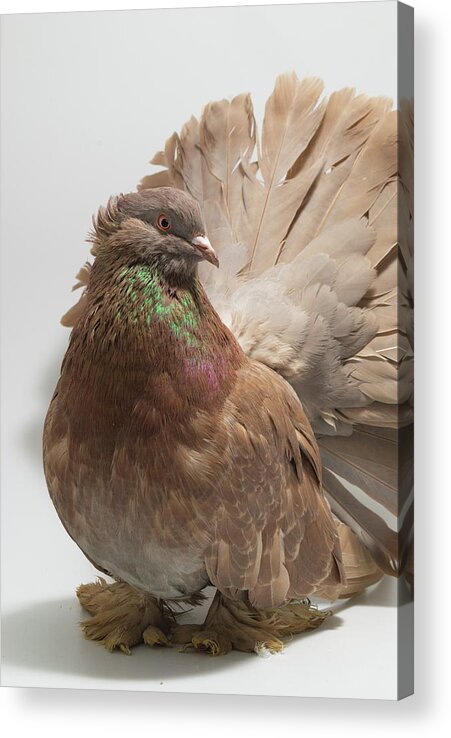 Pigeon Acrylic Print featuring the photograph Brown Indian Fantail Pigeon by Nathan Abbott