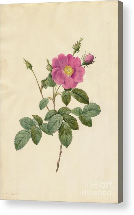 19th Century Acrylic Print featuring the drawing Cabbage Rose Rosa Centifolia Simplex by Heritage Images