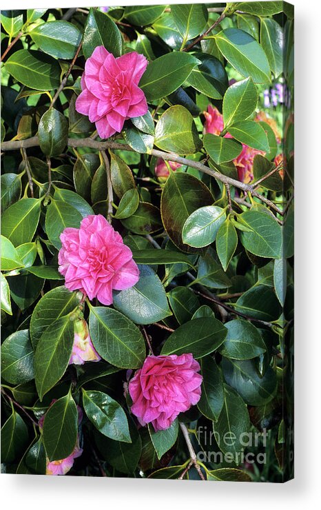 Biological Acrylic Print featuring the photograph Camellia Japonica 'general George Patton' by Geoff Kidd/science Photo Library