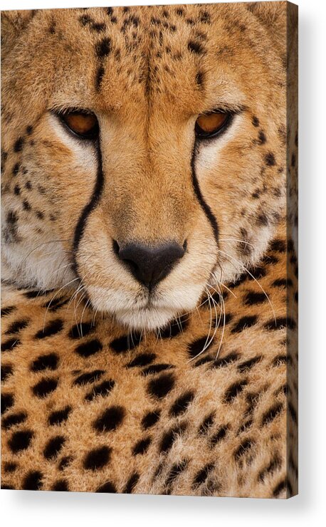 Vertebrate Acrylic Print featuring the photograph Cheetah In The Serengeti National Park by Mint Images - Art Wolfe
