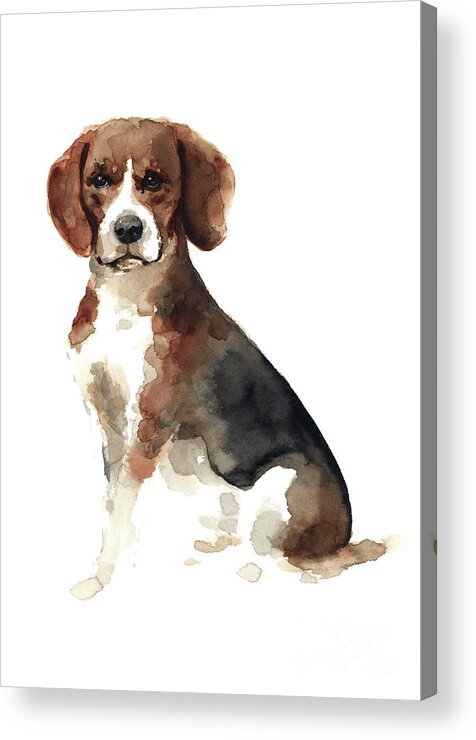 Domestic Animal Acrylic Print featuring the painting Colorful Beagle Poster Domestic Animal Watercolor Painting Brown Black Doggie picture by Joanna Szmerdt