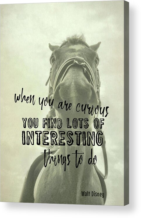 Are Acrylic Print featuring the photograph CURIOUS KIRBY quote by Dressage Design