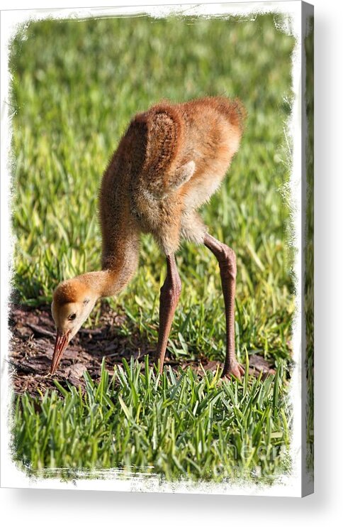 Sandhill Crane Acrylic Print featuring the photograph Cute Sandhill Colt with Border by Carol Groenen