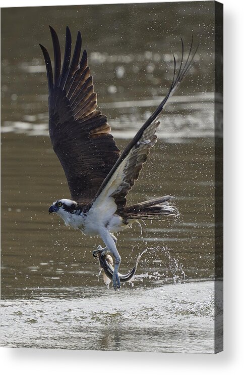 Nature Acrylic Print featuring the photograph Dance On The Water by Johnny Chen