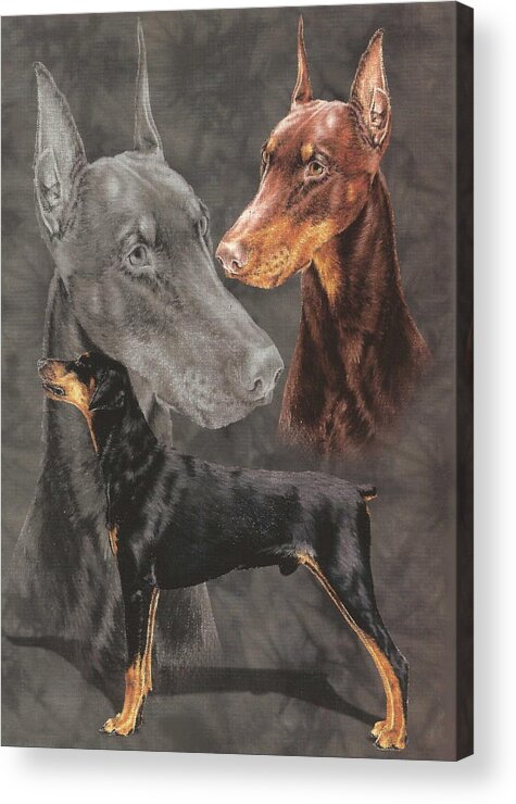 Working Group Acrylic Print featuring the drawing Doberman Alteration by Barbara Keith