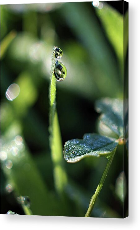 Dew Drops Acrylic Print featuring the photograph Double Vision by Michelle Wermuth