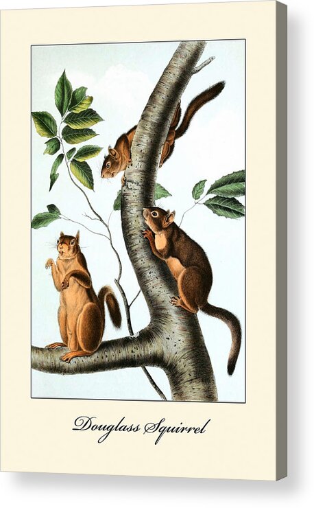 Audubon Acrylic Print featuring the painting Douglass Squirrel by John Joseph Audubon