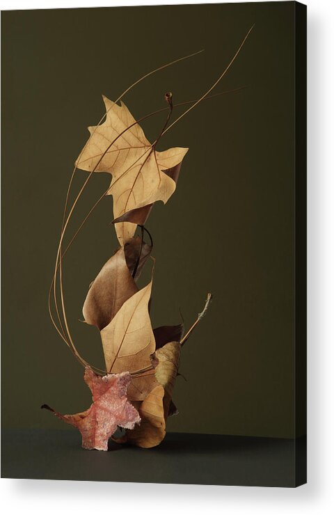 Dried Plant Acrylic Print featuring the photograph Dried Leaves In Stack by Paul Taylor