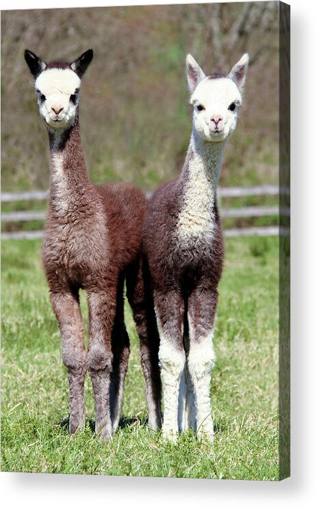 Cria Acrylic Print featuring the photograph Double Trouble by Bari Rhys