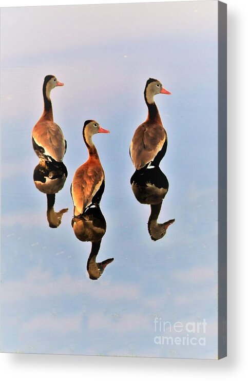 Reflections Acrylic Print featuring the photograph Duck Duck Duck Reflections by Diann Fisher