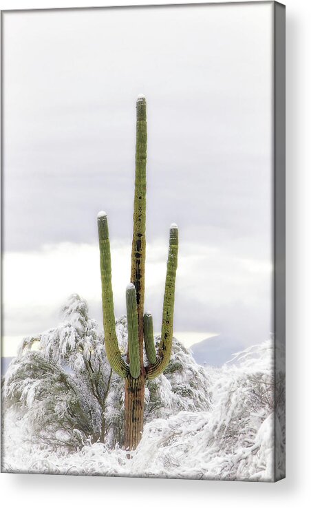 Snow Acrylic Print featuring the photograph Fan Favorite by Elaine Malott