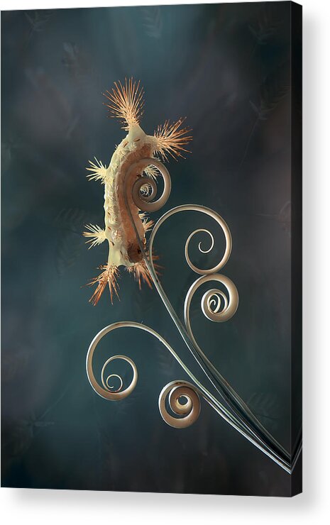 #macro Acrylic Print featuring the photograph Fire Caterpillar On Leaf Edge by Abdul Gapur Dayak