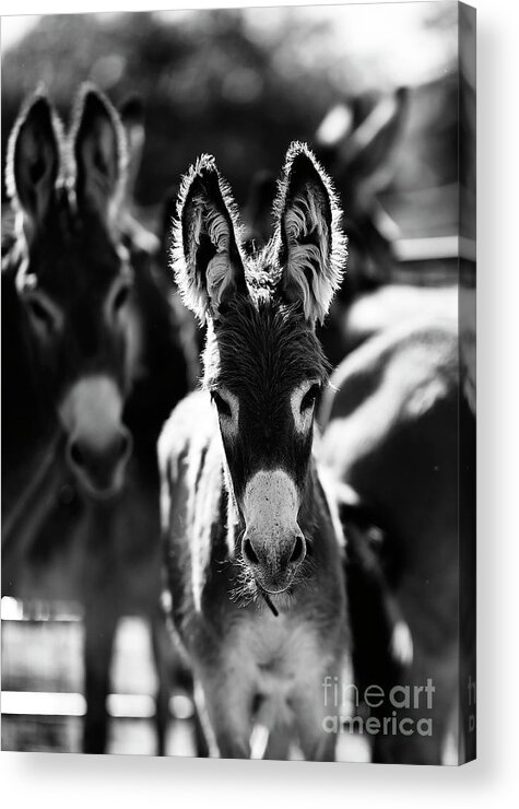 Burros Acrylic Print featuring the photograph Fuzzy Eared Burro by Carien Schippers