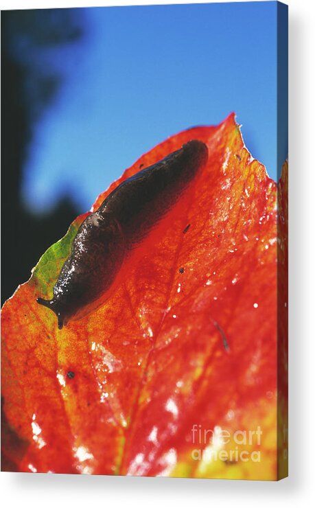 Garden Slug Acrylic Print featuring the photograph Garden Slug by Dr. John Brackenbury/science Photo Library