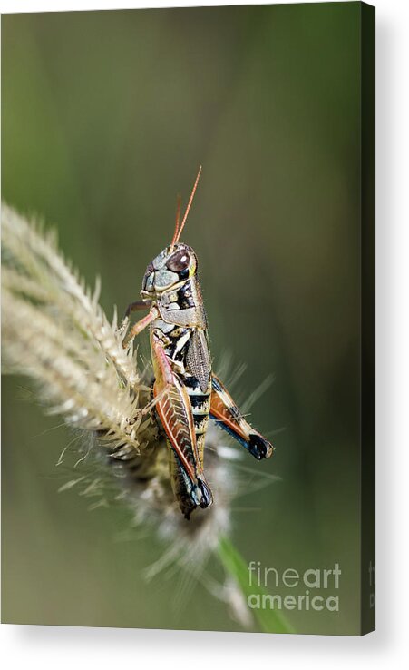 Grasshopper Acrylic Print featuring the photograph Grasshopper Atop Fingergrass by Al Andersen