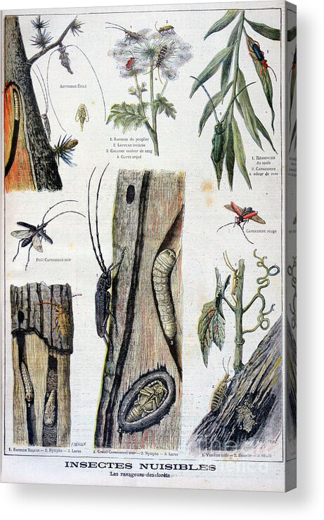 Engraving Acrylic Print featuring the drawing Harmful Insects That Are Destructive by Print Collector