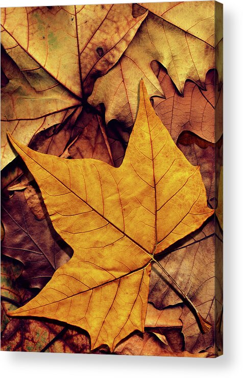 Orange Color Acrylic Print featuring the photograph High Resolution Dry Maple Leaf On by Miroslav Boskov