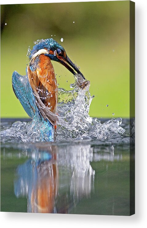 Taking Off Acrylic Print featuring the photograph Kingfisher With Fish by Mark Hughes