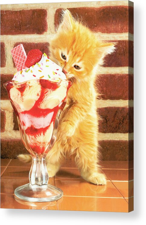 Animal Acrylic Print featuring the drawing Kitten with sundae by CSA Images