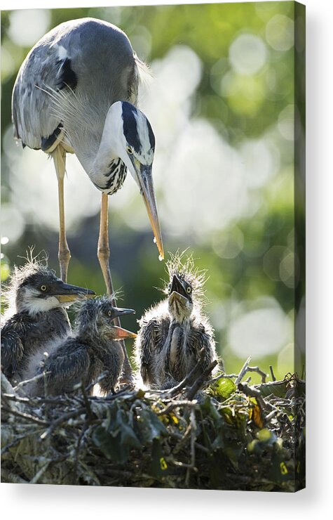 Heron Acrylic Print featuring the photograph Last Drop by Andrey Narchuk
