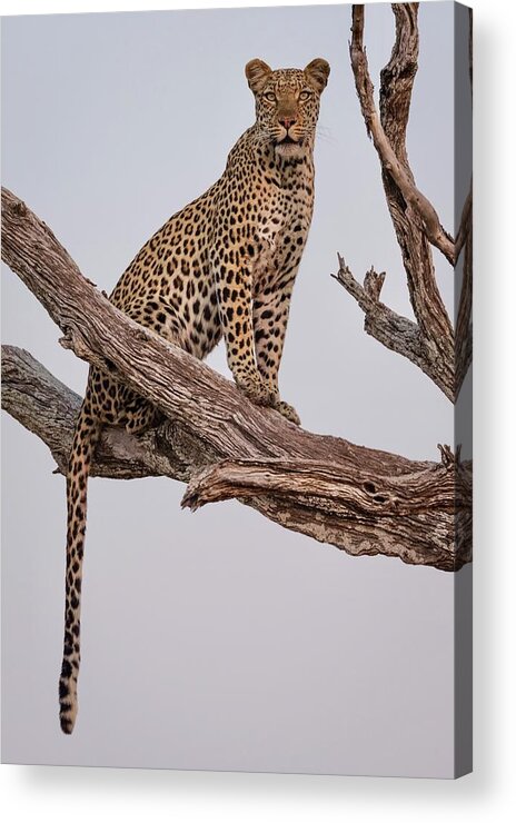 Botswana Acrylic Print featuring the photograph Leopard Portrait by Rob Darby