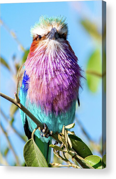  Acrylic Print featuring the photograph Lilac Breasted Roller of Africa by Marcy Wielfaert