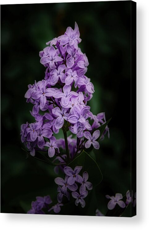 Lilac Acrylic Print featuring the photograph Lilacs for Annie by Ernest Echols