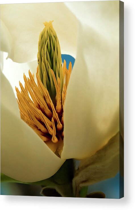 Macro Acrylic Print featuring the photograph Magnolia Opening by Ginger Stein