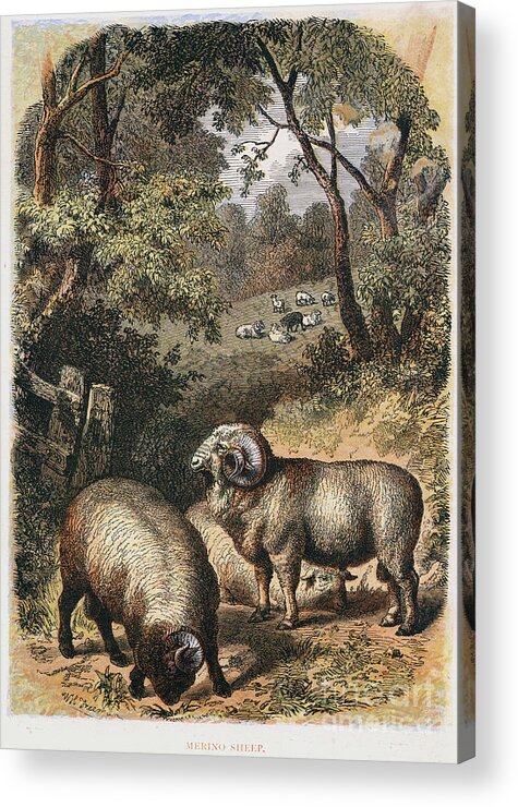 Engraving Acrylic Print featuring the drawing Merino Sheep, C1860 by Print Collector