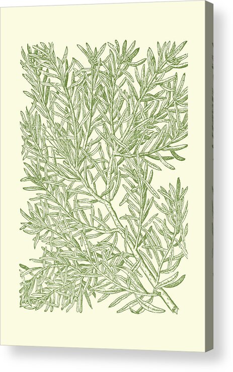 Botanical & Floral Acrylic Print featuring the painting Mossy Branches I by Duhamel Du Monceau